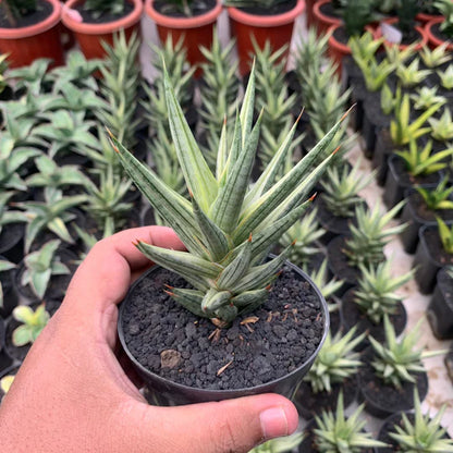 sansevieria pracncisi variegated white