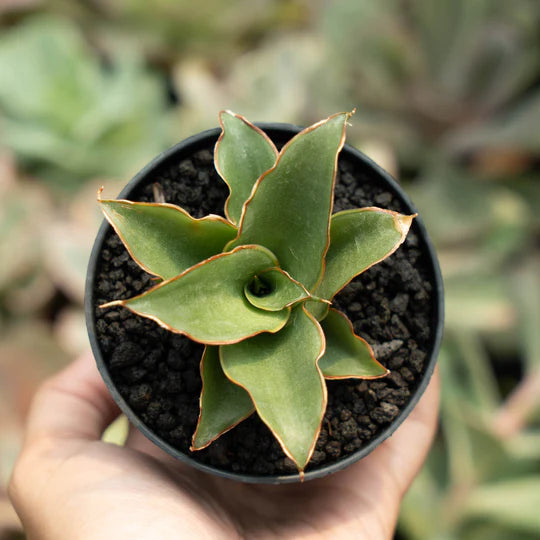 sansevieria puyek