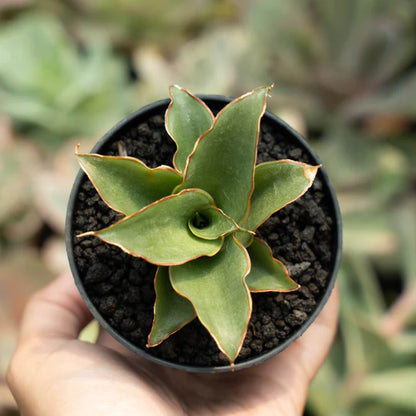 sansevieria puyek