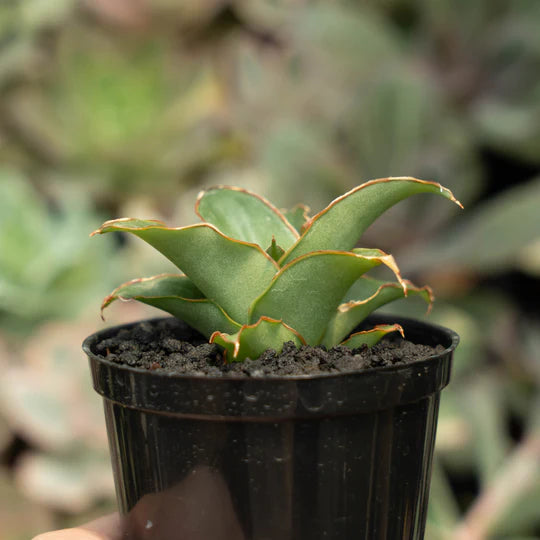 sansevieria puyek