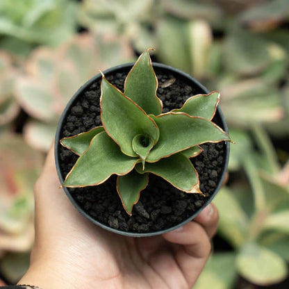 sansevieria puyek