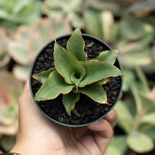 sansevieria puyek