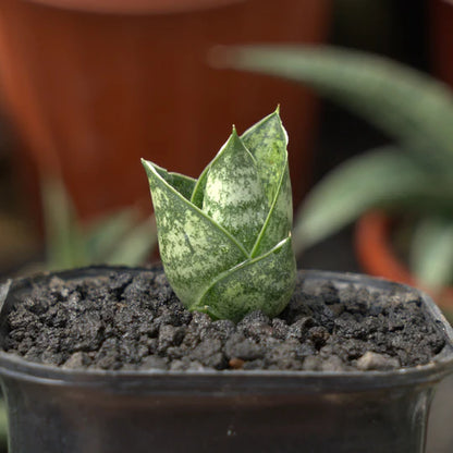 sansevieria ratu saba