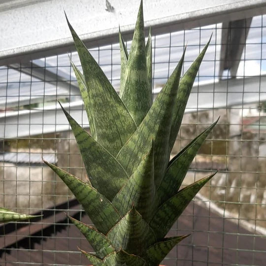 sansevieria ratu saba