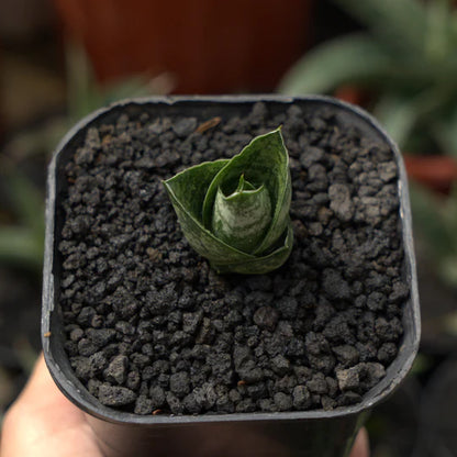 sansevieria ratu saba