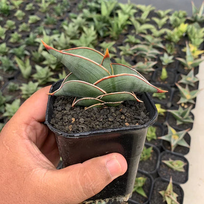 sansevieria rorida green