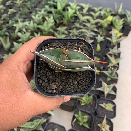 sansevieria rorida green