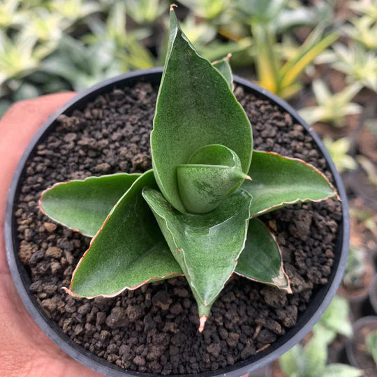 sansevieria shara