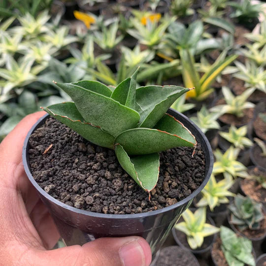 sansevieria shara