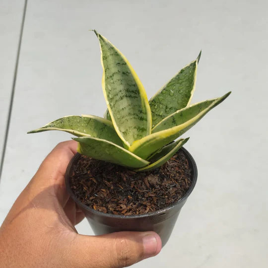 sansevieria silver cream