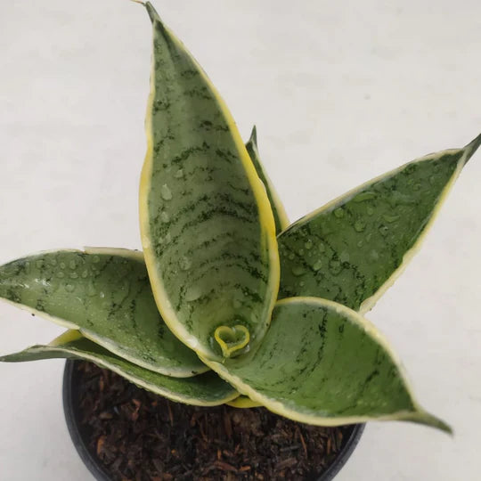 sansevieria silver cream