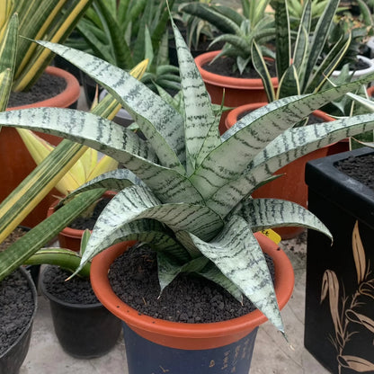 sansevieria suzy