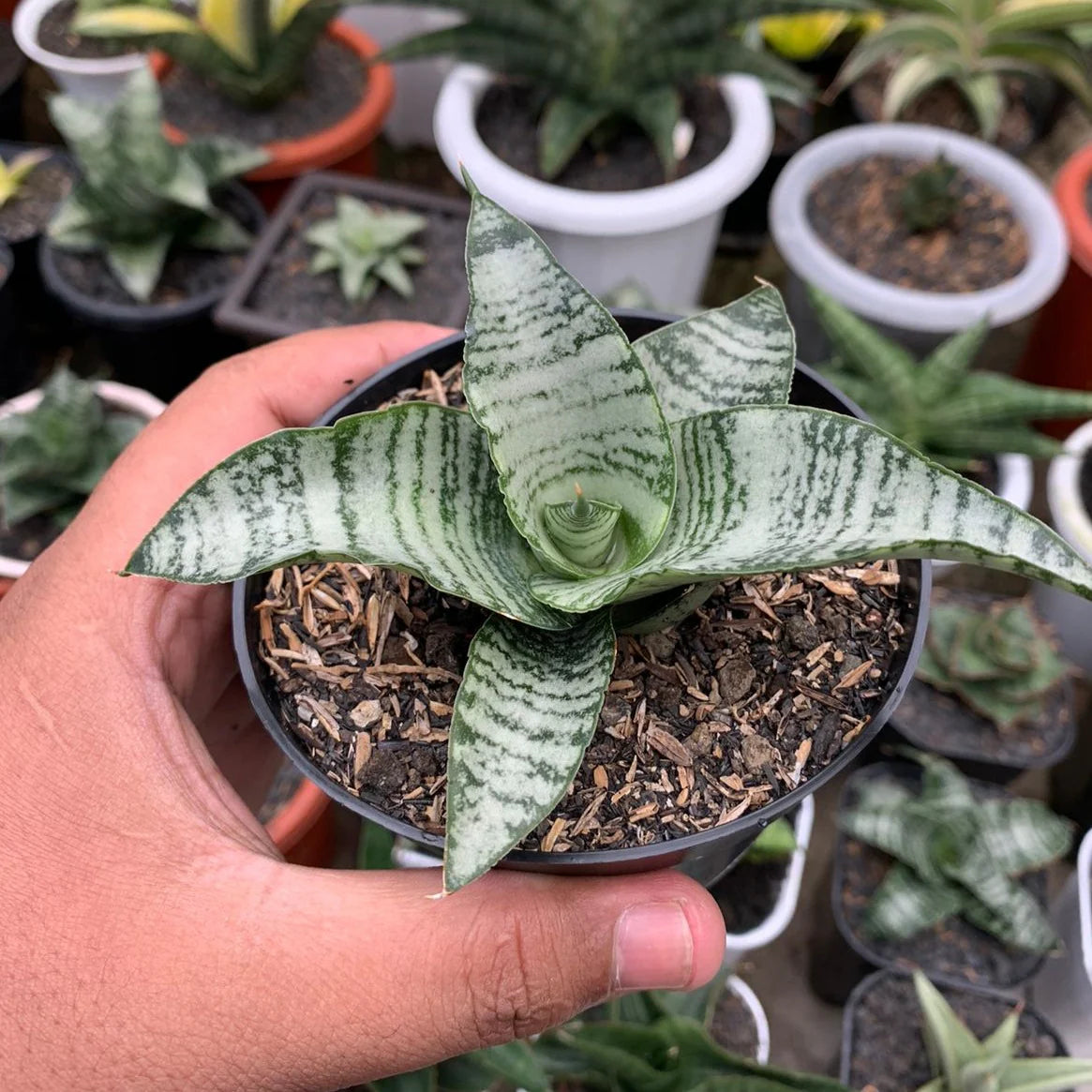 sansevieria suzy