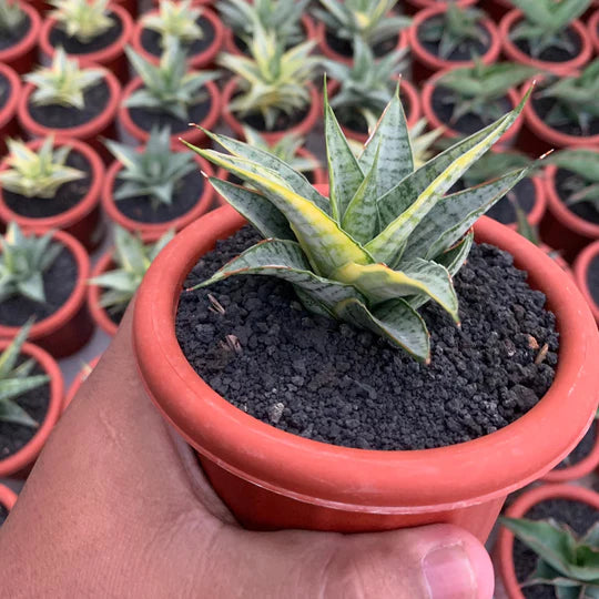 Sansevieria sweet celery variegated