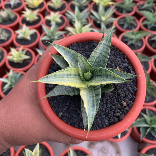 Sansevieria sweet celery variegated