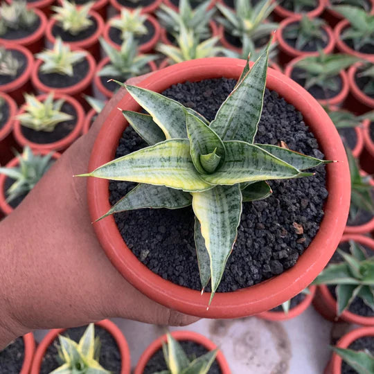 Sansevieria sweet celery variegated