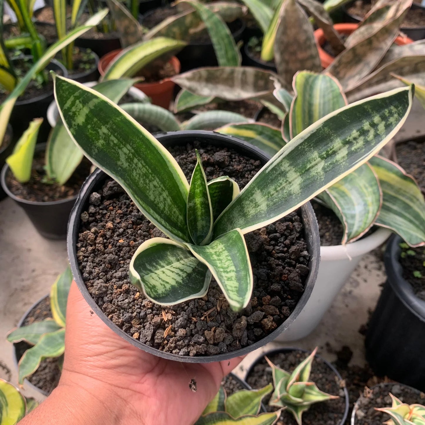 sansevieria trifasciata white twisty