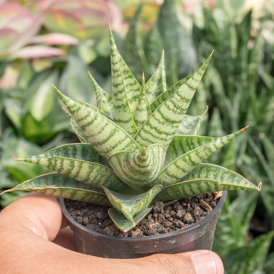 sansevieria wali