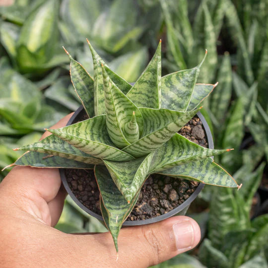 sansevieria wali