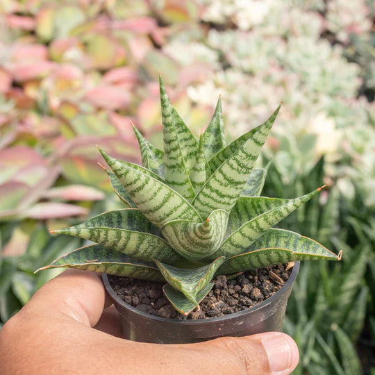 sansevieria wali