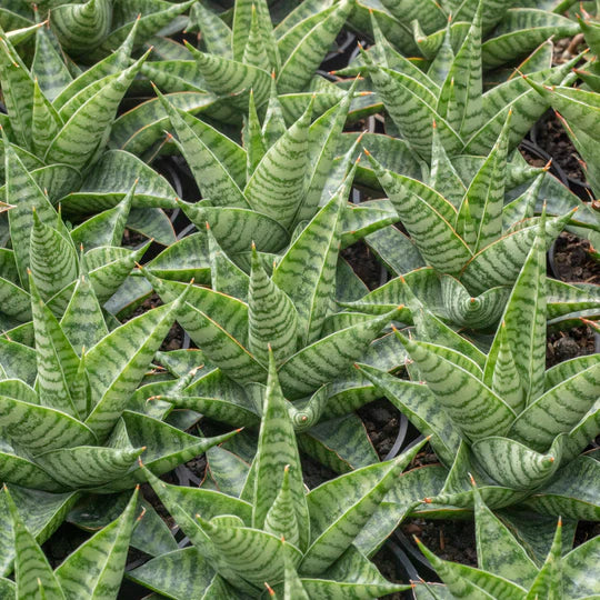 sansevieria wali