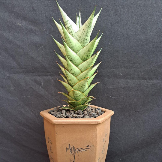 sansevieria win win