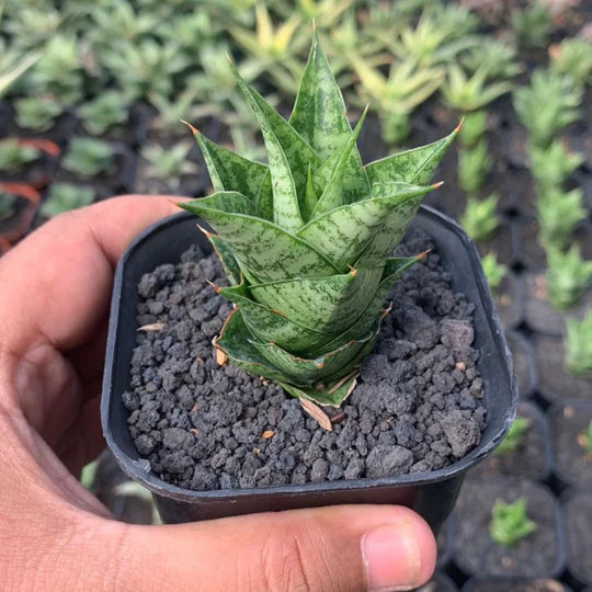 sansevieria win win