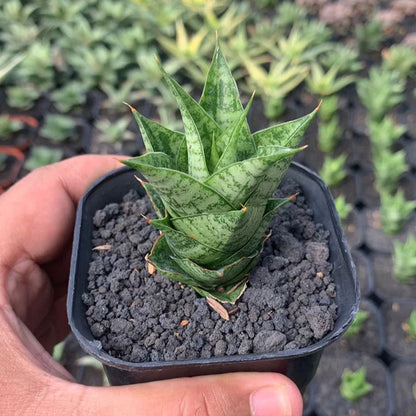 sansevieria win win