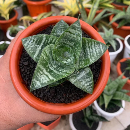 sansevieria xiena