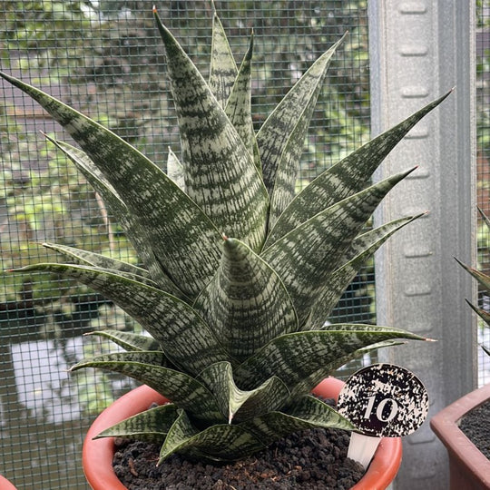 sansevieria xiena