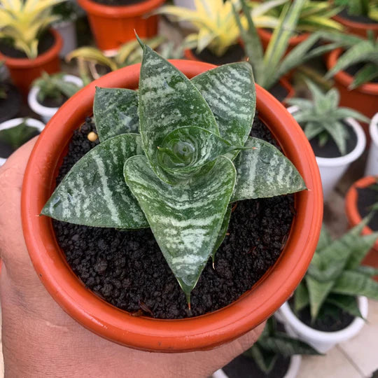 sansevieria xiena