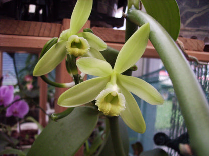 Vanilla planifolia 'variegata'