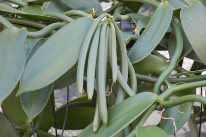 Vanilla planifolia 'variegata'