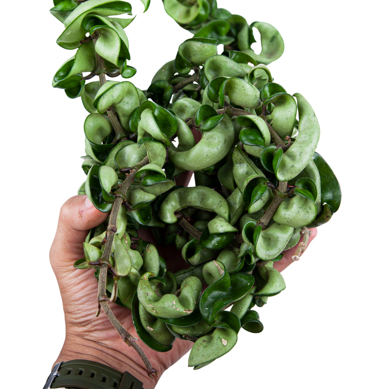 Hoya Hindu Rope (Compacta)