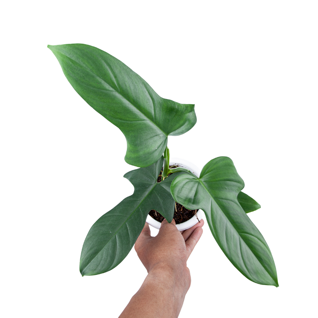 Philodendron Bipennifolium