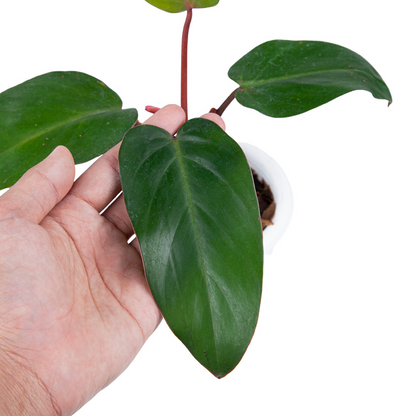 Philodendron Erubescens