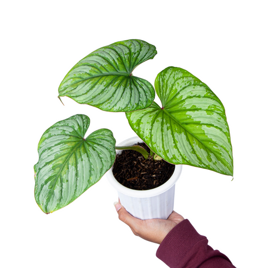 Philodendron Mamei (Silver Cloud)