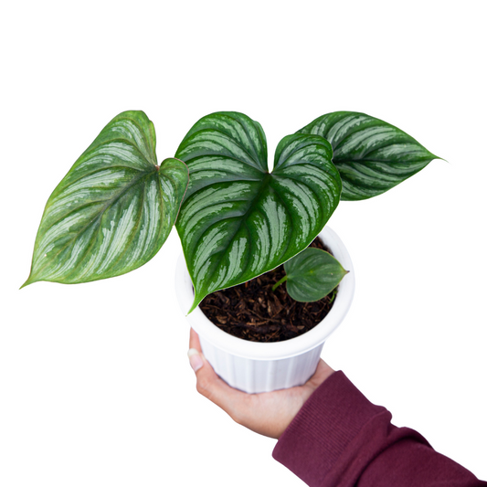 Philodendron Plowmanii