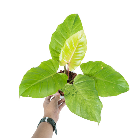 Philodendron Jungle fever variegata