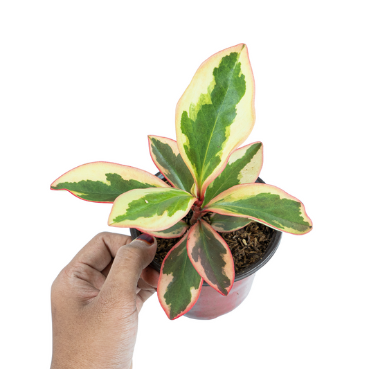 Peperomia Clusiifolia Variegata