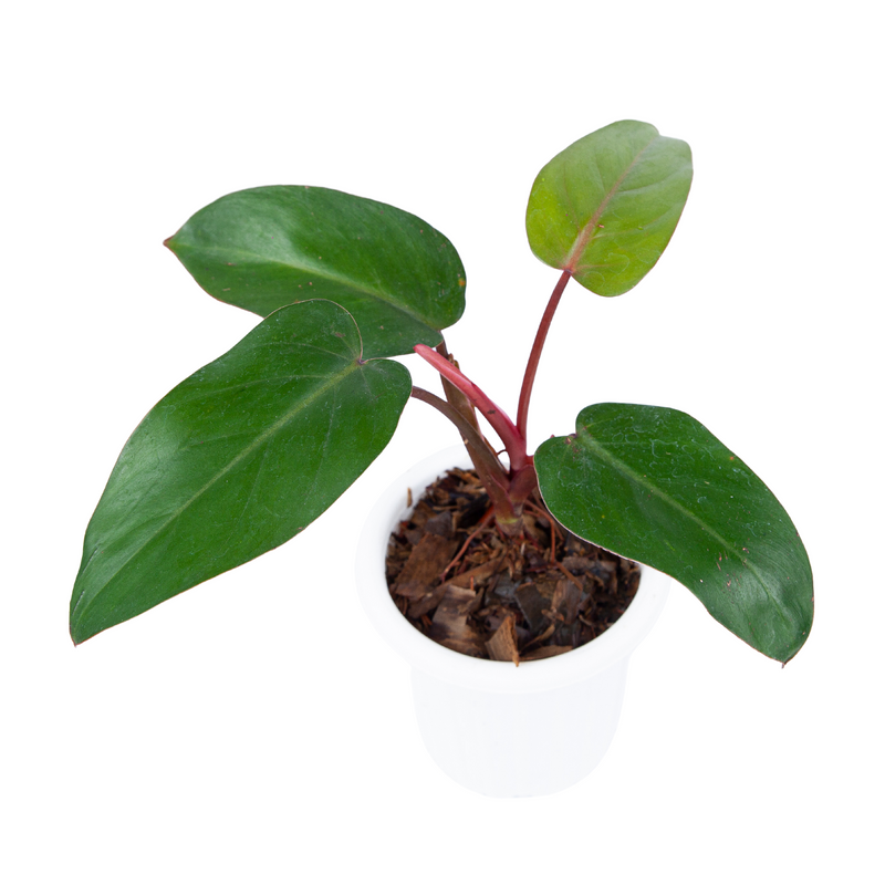 Philodendron Erubescens