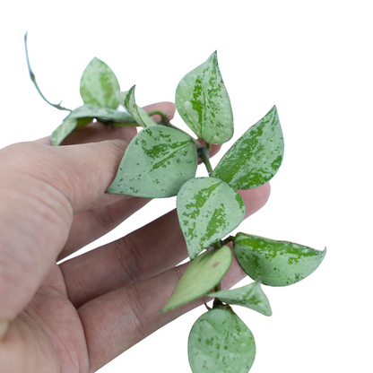 Hoya Lacunosa Silver Splash