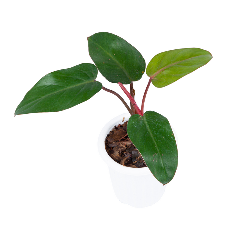 Philodendron Erubescens