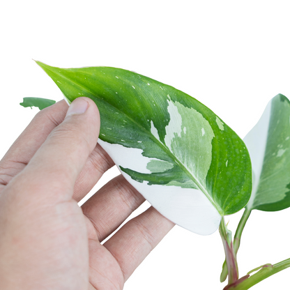 Philodendron White Princess