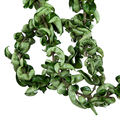 Hoya Hindu Rope (Compacta)