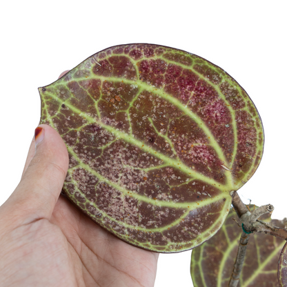 Hoya Latifolia sp Sarawak