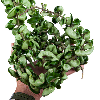 Hoya Hindu Rope (Compacta)