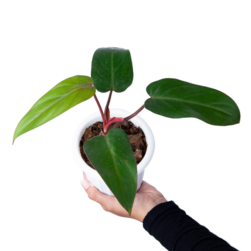 Philodendron Erubescens