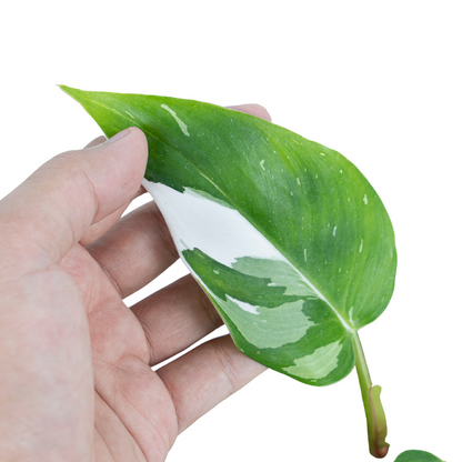 Philodendron White Princess