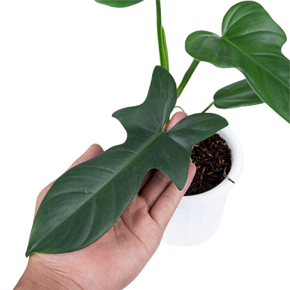 Philodendron Bipennifolium